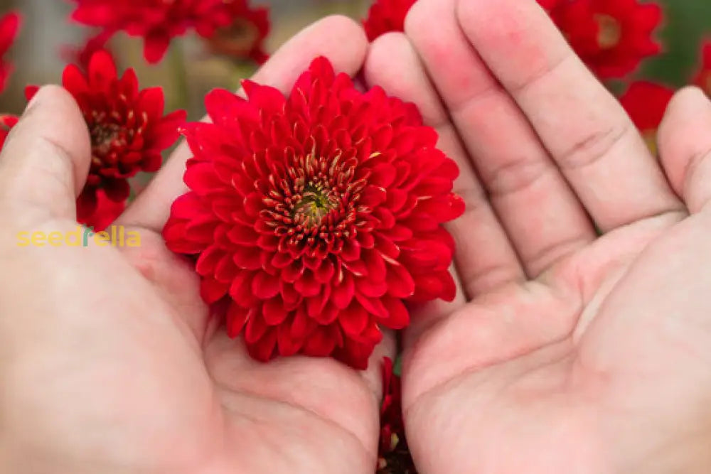 Chrysanthemum Red Flower Seeds For Planting | Perennial Blooms