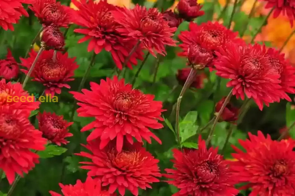 Chrysanthemum Red Flower Seeds For Planting | Perennial Blooms