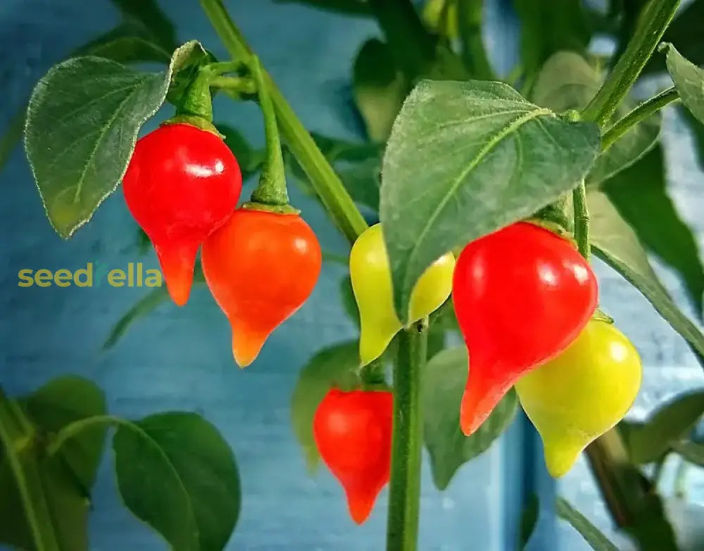 Chupetinha Pepper Planting Vegetable Seeds For Tiny Heat