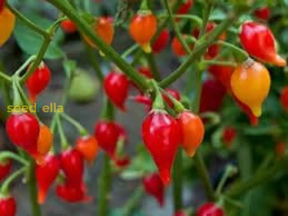 Chupetinha Pepper Planting Vegetable Seeds For Tiny Heat