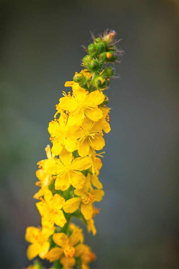 Church Steeples Agrimony plant blooming with yellow flower spikes