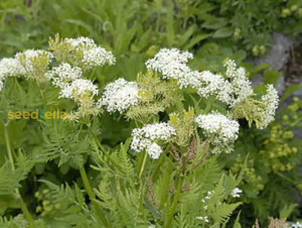 Cicely Myrrhis Odorata Seeds For Planting Flower