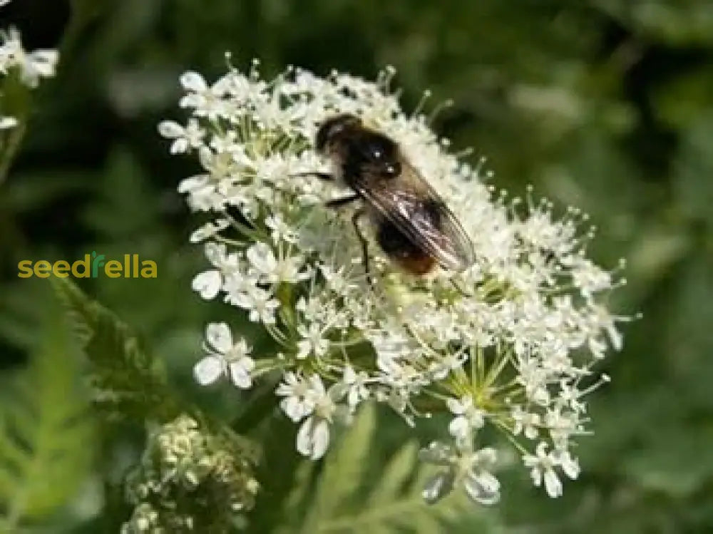 Cicely Myrrhis Odorata Seeds For Planting Flower