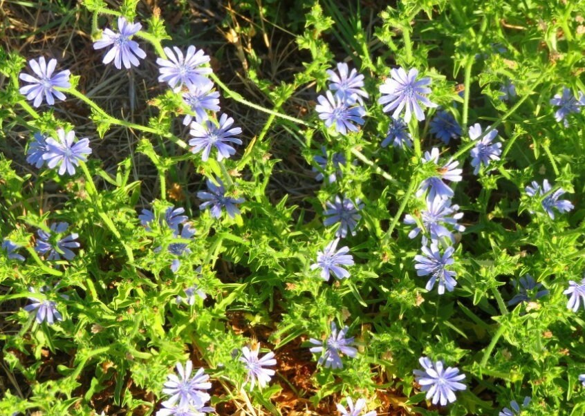Cichorium intybus chicory seeds leafy and tall growth