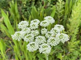 White Flower Cluster of Cicuta Maculata Water Hemlock