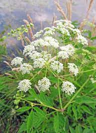Cicuta Maculata Plant in Native Wetland Habitat