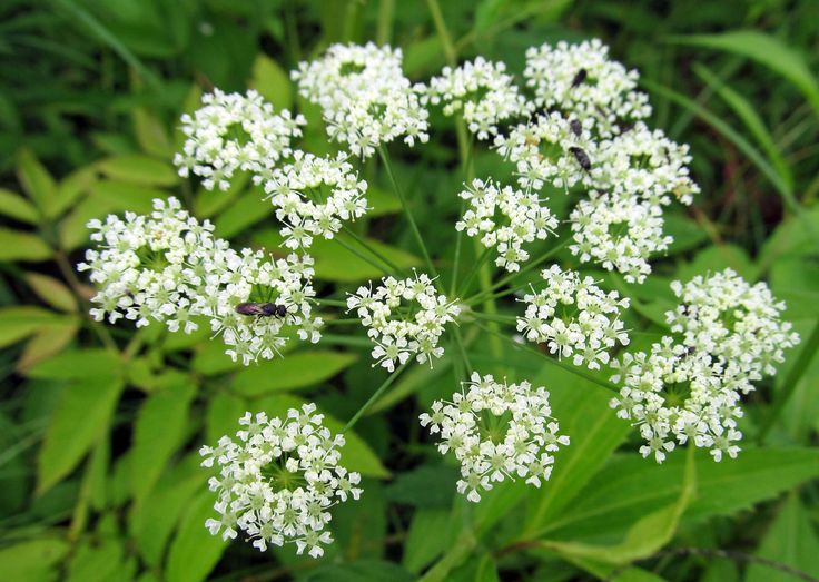 Purple-Spotted Stem of Cicuta Maculata for Educational Study