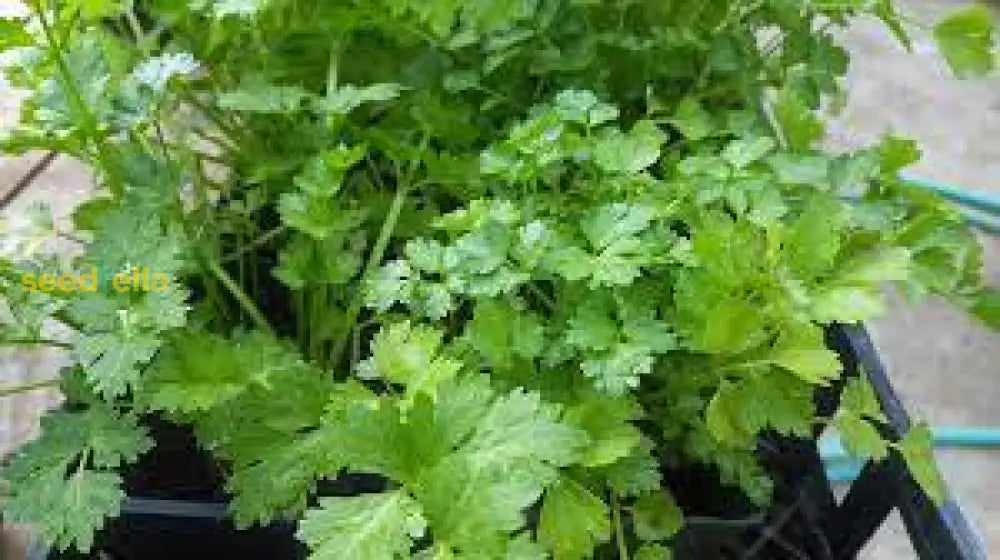 Cilantro Coriander Herb Seeds – Fresh Aromatic Green Herb