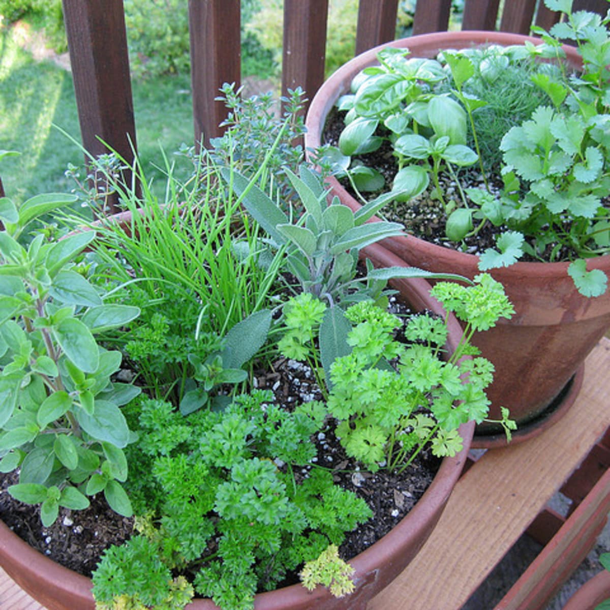 Close-up of fresh Cilantro/Coriander leaves