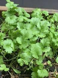 Cilantro seeds for planting in fresh herb gardens