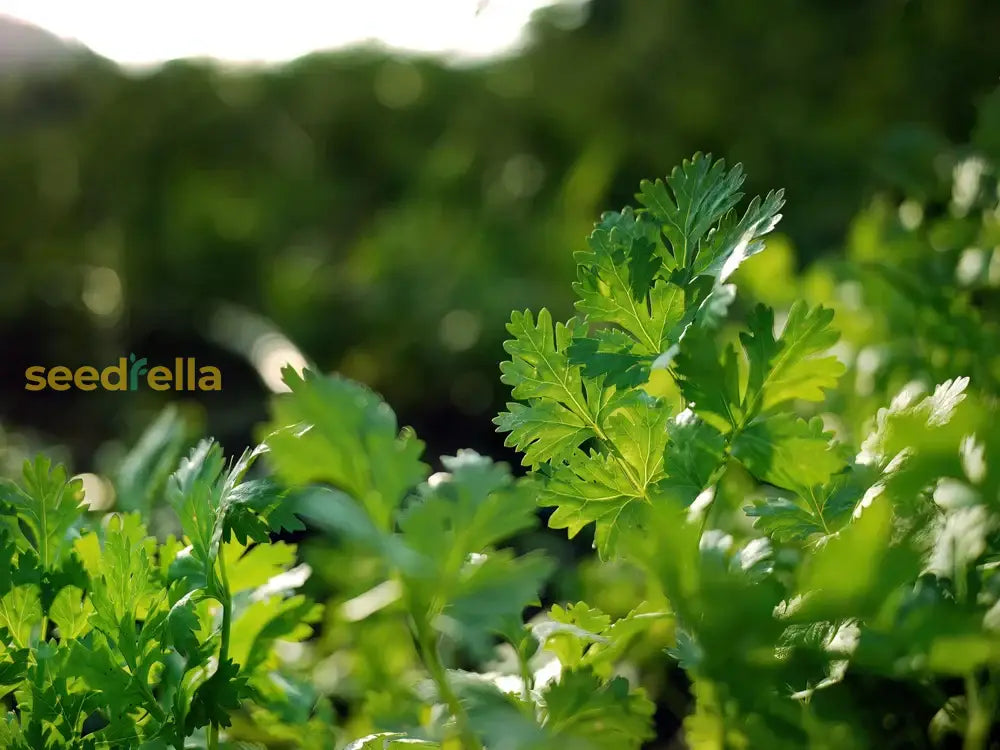 Cilantro Coriander Seeds for Planting – Grow Fresh Green Herbs