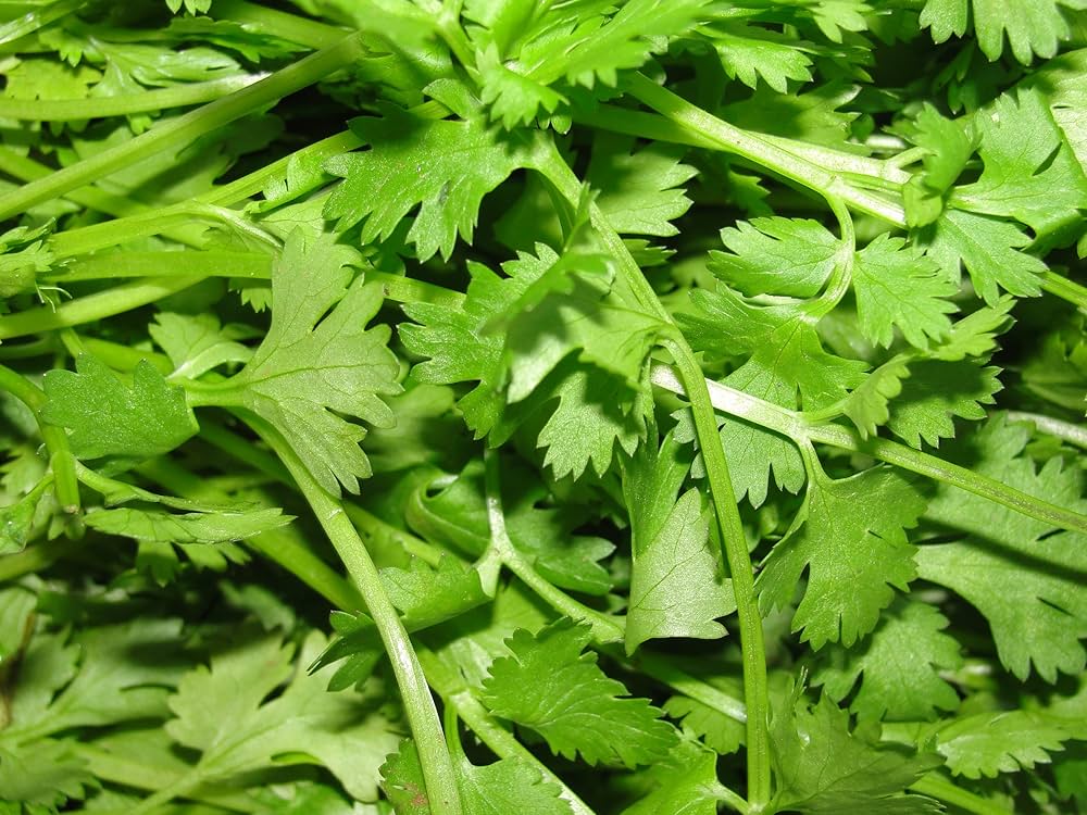Fiesta Green Cilantro leaves growing in herb garden
