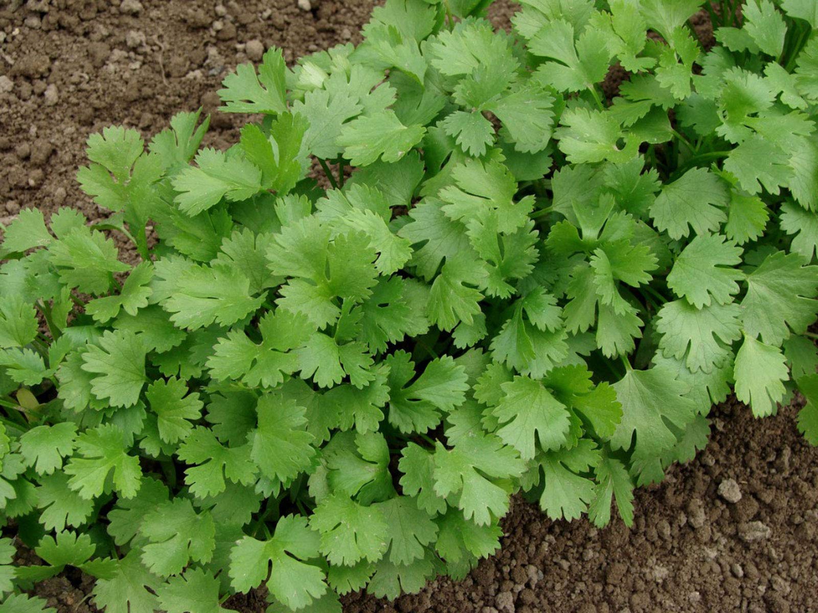 Cilantro plants growing in container on patio