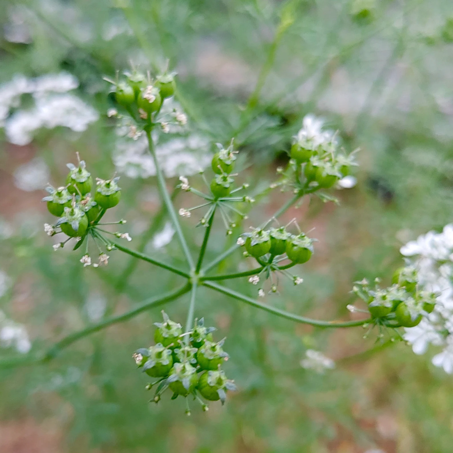 Large Leaf Cilantro ornamental herb grown from seeds
