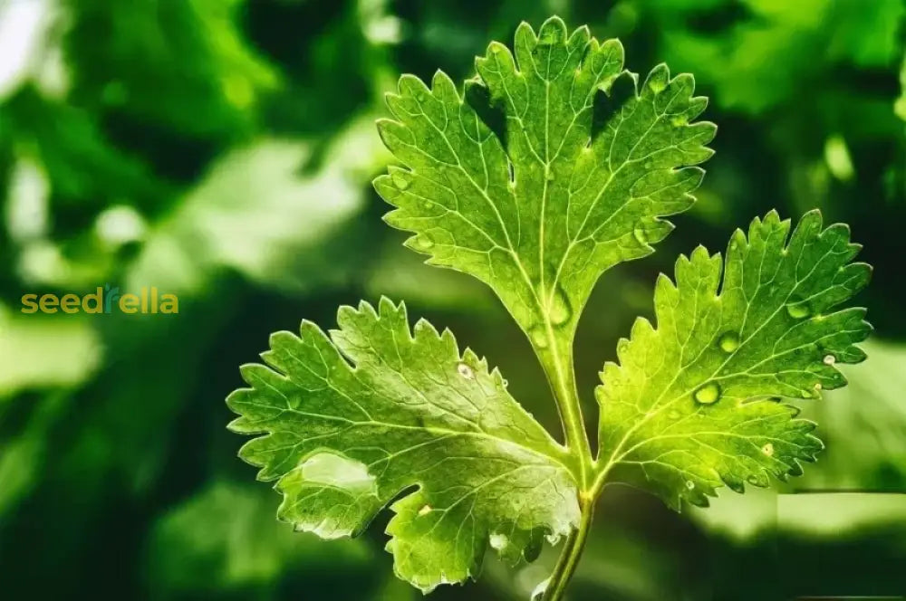 Cilantro planting guide home garden