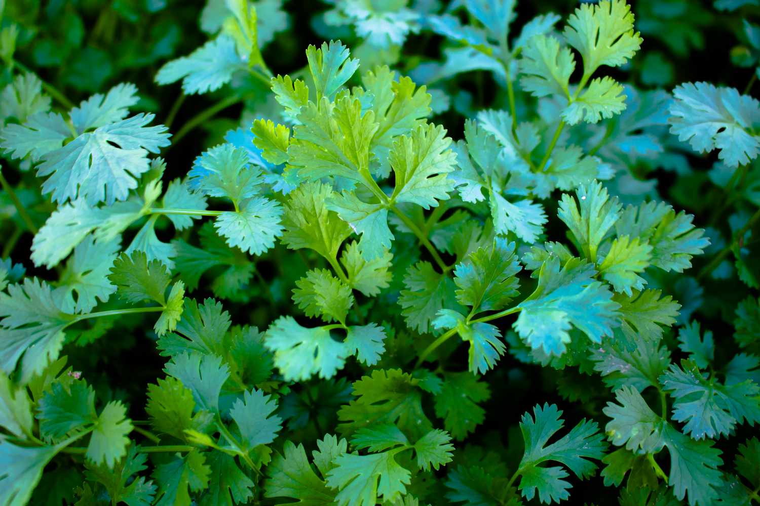 Container-grown cilantro plant for kitchen garden