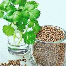 Dwarf Lemon Cilantro Seedlings Sprouting in Pots