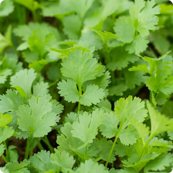 Cilantro Calypso seeds Coriandrum sativum plant for home gardening