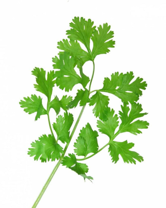 Packet of Fiesta Green Cilantro herb seeds