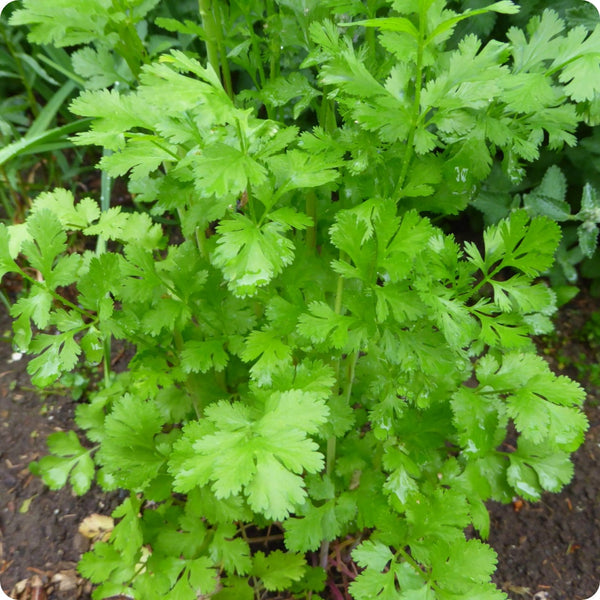 Cilantro Santo seeds Coriandrum sativum plant for home garden