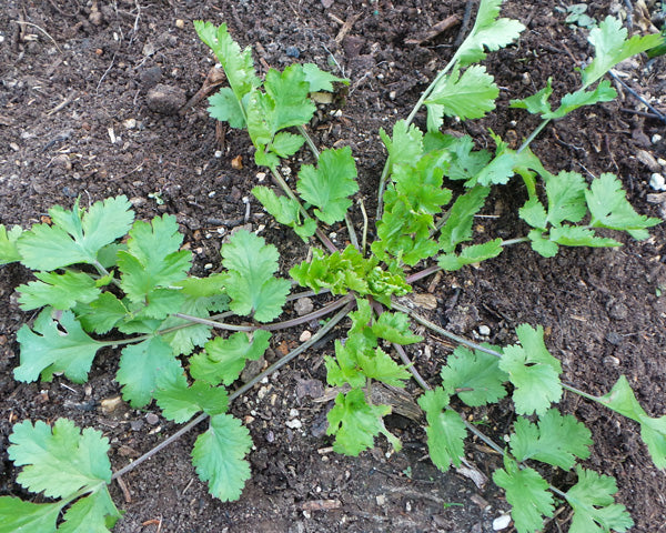 Cilantro white flowers attracting pollinators grown from seeds
