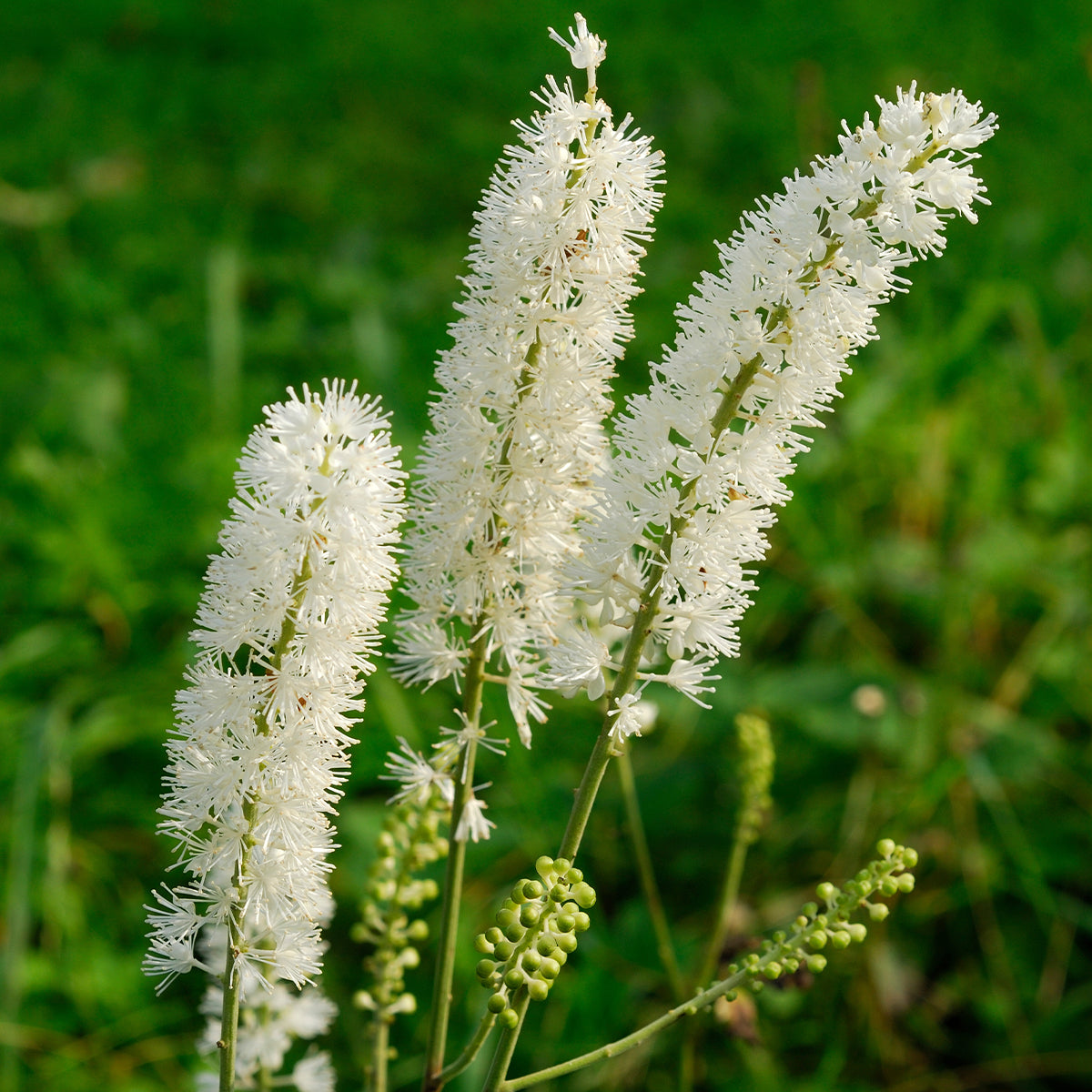 Close-Up of Cimicifuga Racemosa White Flowers