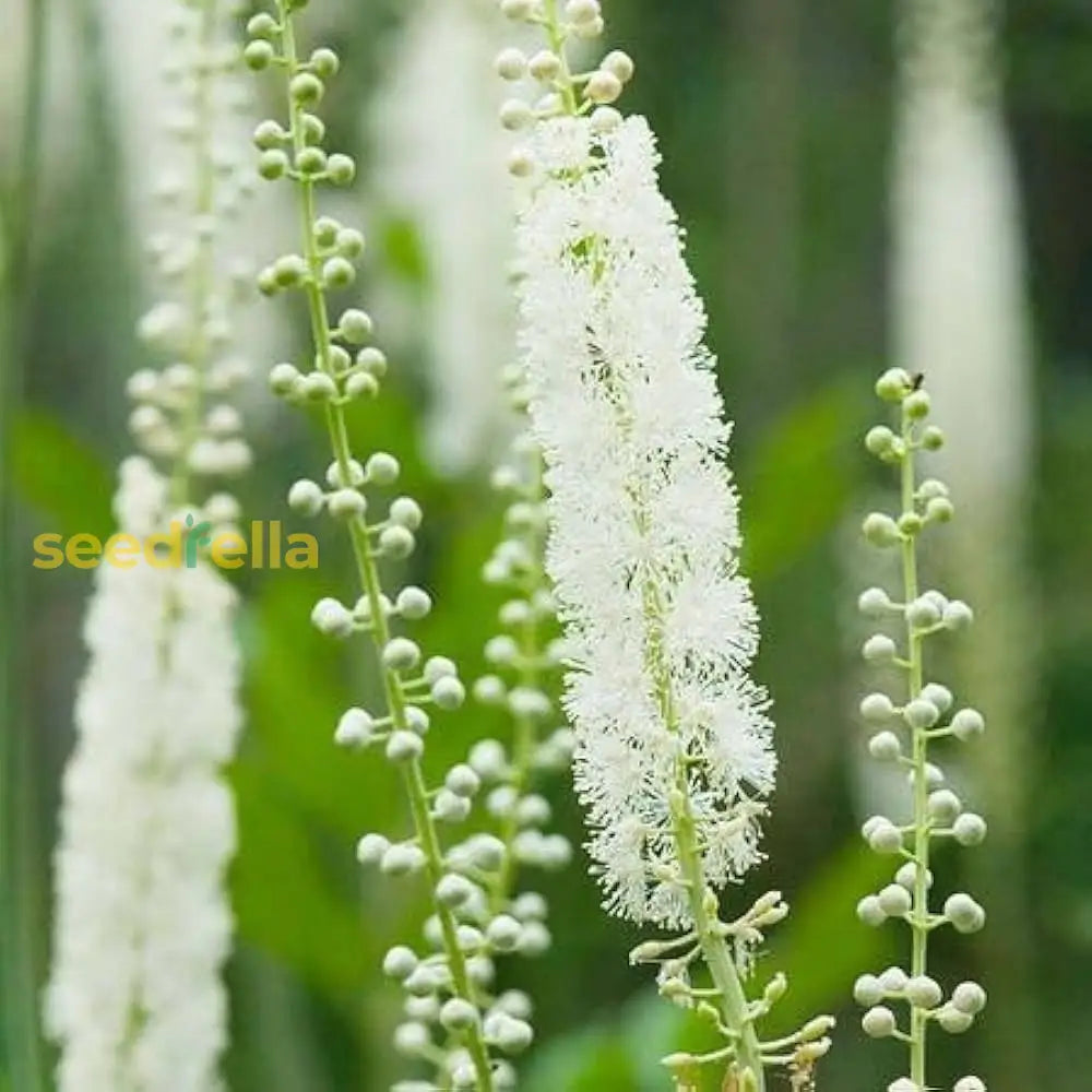 Cimicifuga Flower Seeds For Medicinal Planting