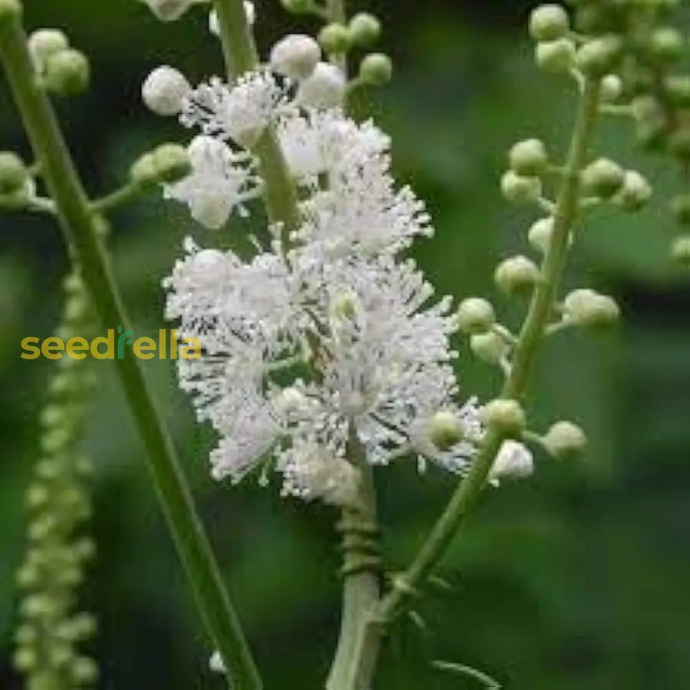 Cimicifuga Flower Seeds For Medicinal Planting