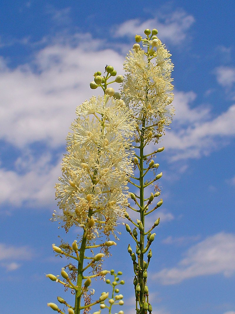 Cimicifuga Growing in Shaded Woodland Garden