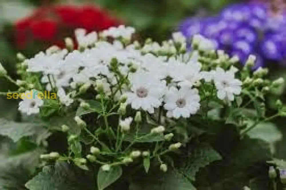 Cineraria Flower Seeds For Easy Planting