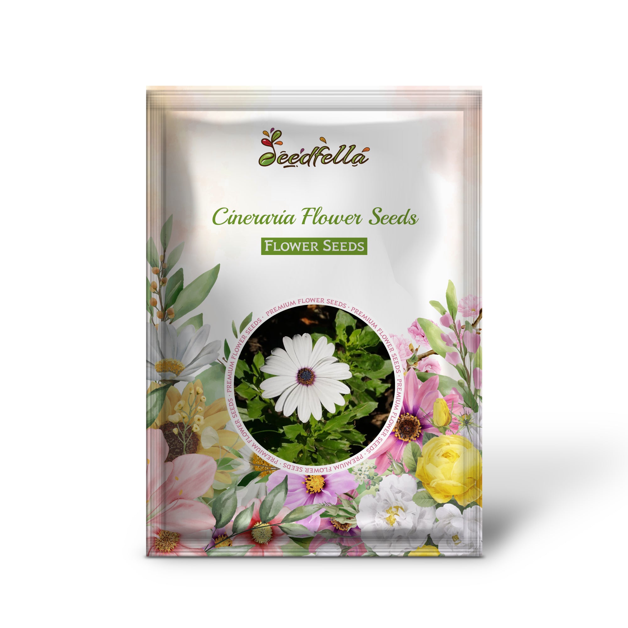 Cineraria Seeds For Planting