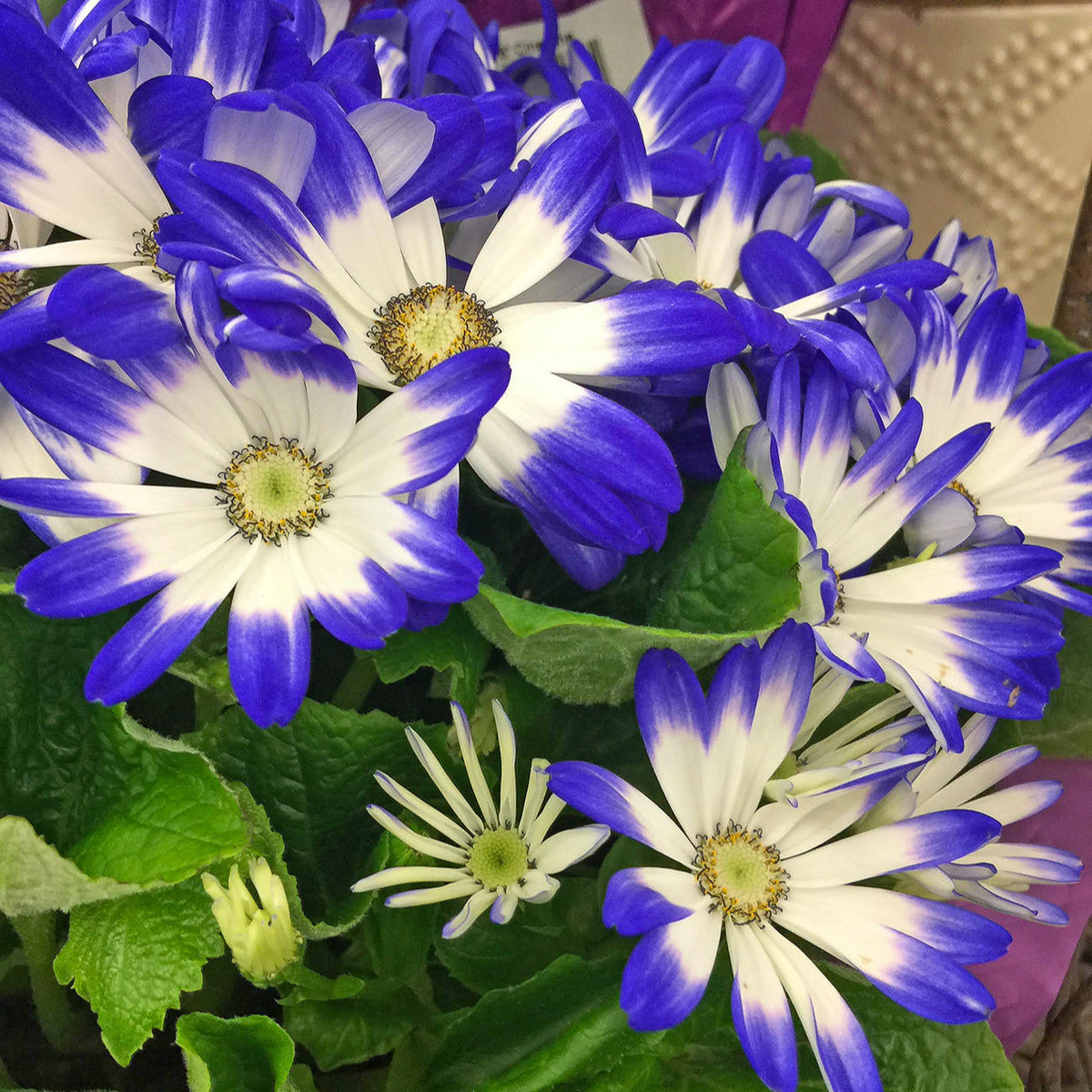 Blue White Cineraria Flower seeds for Planting - Sun Loving, Heirloom & GMO Free Seeds for Home Garden
 
 Sale for planting in home garden
