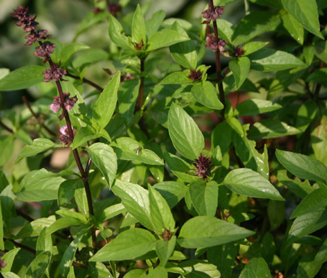 Cinnamon Basil ornamental foliage grown from seeds in garden border