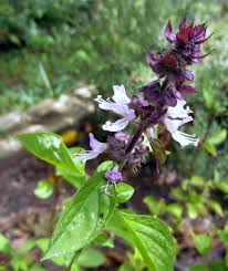 Cinnamon Basil plant grown in container