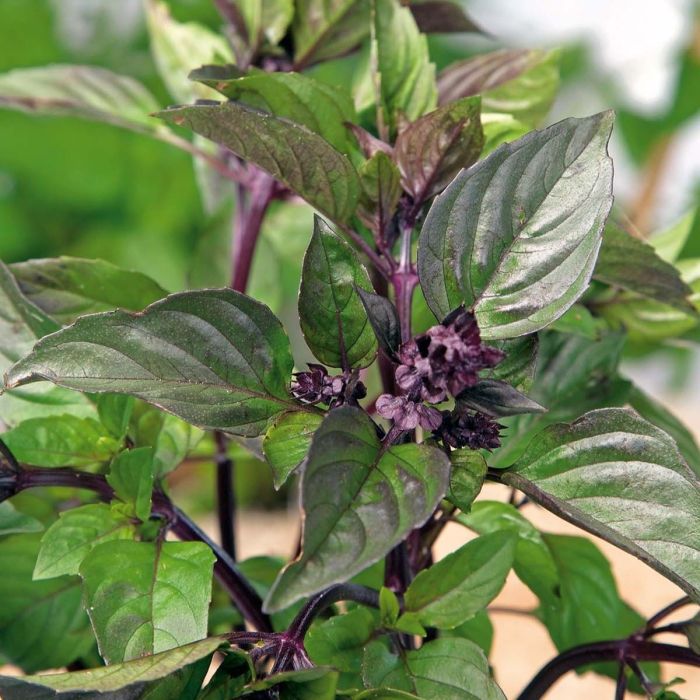 Cinnamon Basil herb with aromatic leaves and delicate flowers