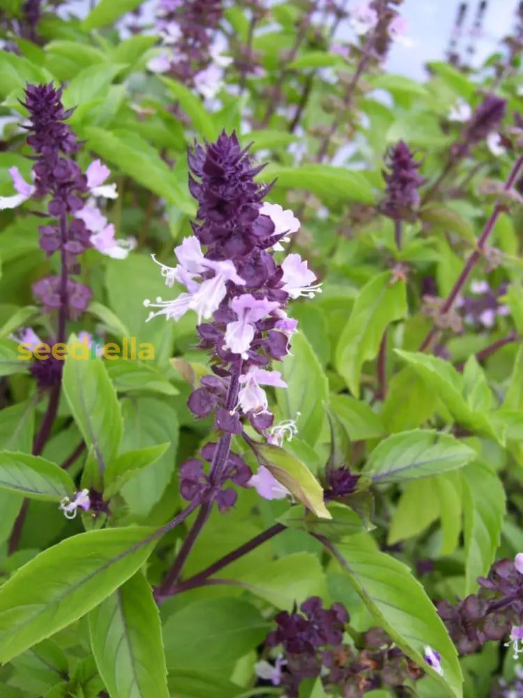 Cinnamon Basil Seeds For Planting Aromatic Herbs Herb