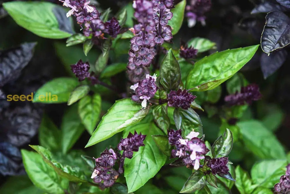 Cinnamon Basil Seeds For Planting Aromatic Herbs Herb