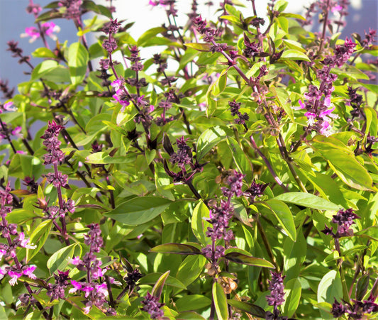 Cinnamon Basil plant with cinnamon-scented green leaves and small flowers in garden