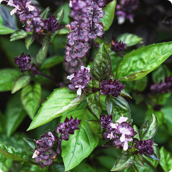 Cinnamon Basil seeds with full planting and growing guide