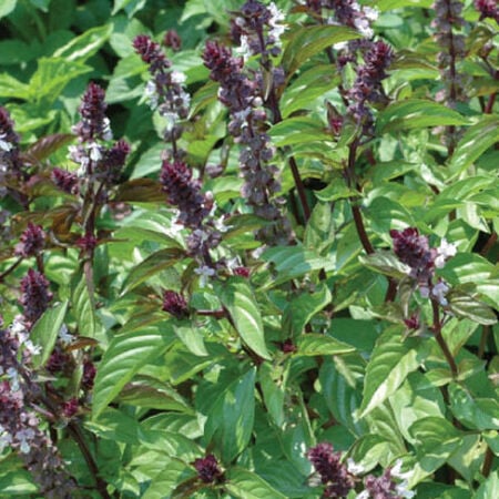 Pollinator-attracting pinkish flower spikes on Cinnamon Basil grown from seeds