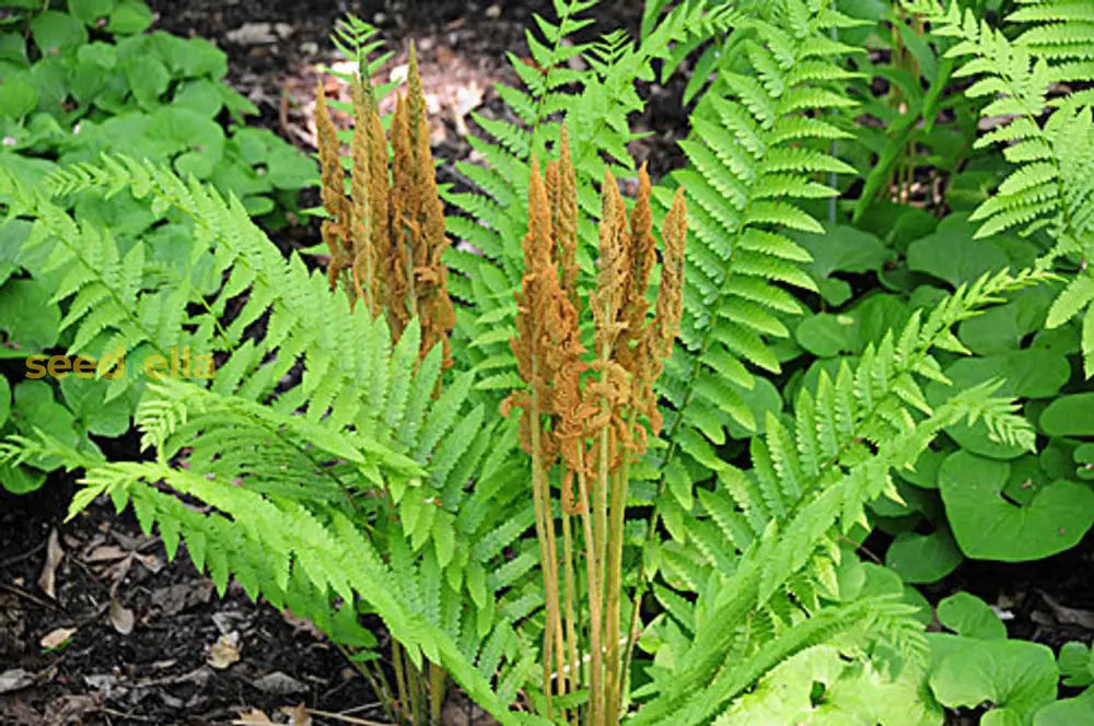 Cinnamon Fern Planting Seeds  Lush Green For Shaded Gardens Plant Seeds