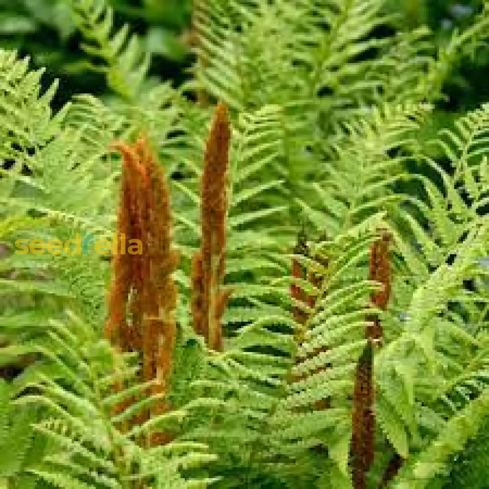 Cinnamon Fern Planting Seeds  Lush Green For Shaded Gardens Plant Seeds