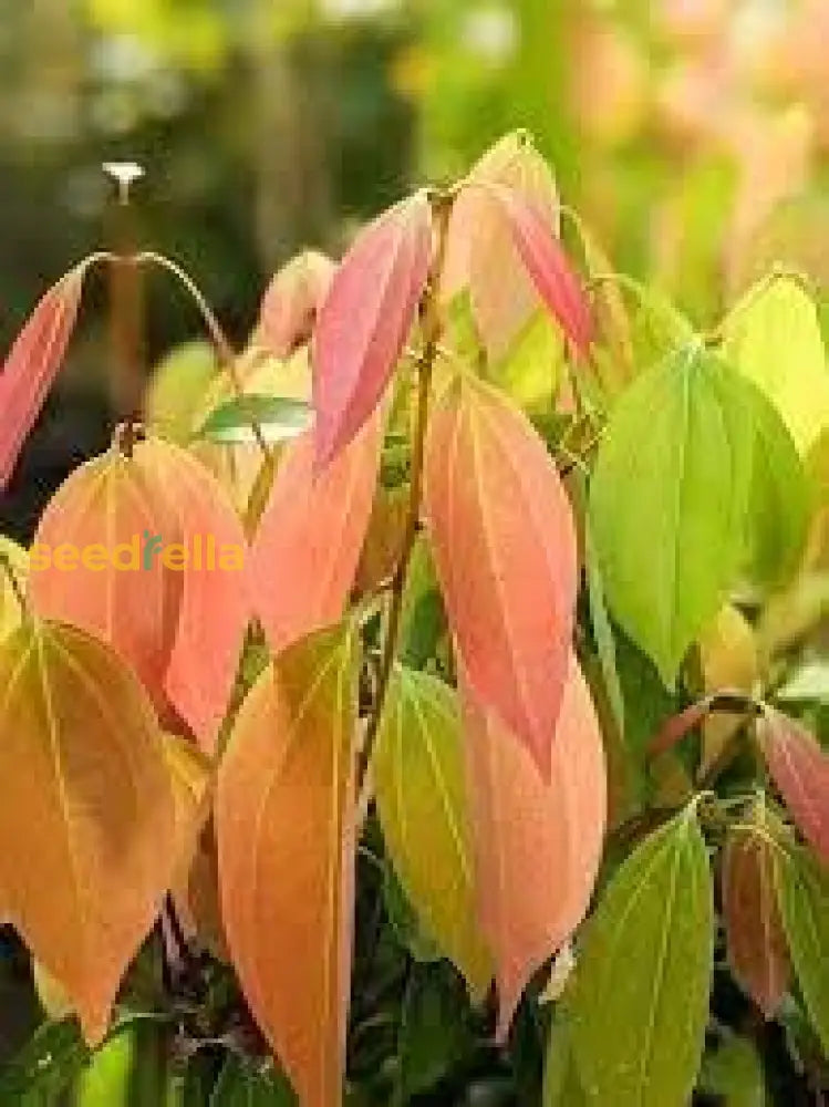 Cinnamon Seeds for Planting – Non-GMO Tropical Evergreen Variety