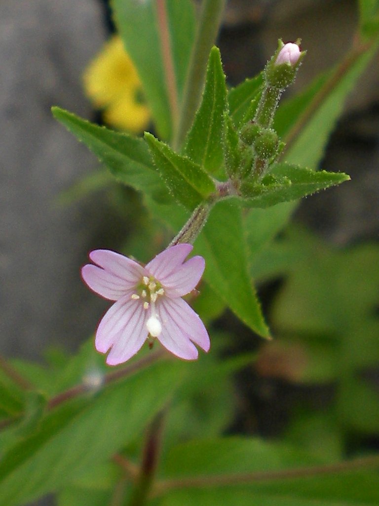 Pink-lavender Cinnamon Willowherb flowers grown from seeds