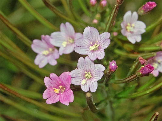 Cinnamon Willowherb seeds Epilobium coloratum producing pink-lavender blooms