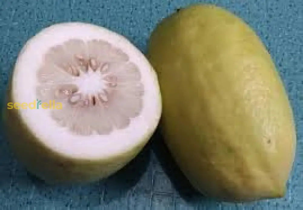 Citron Citrus Seeds For Planting - Grow Your Own Fruity Delight