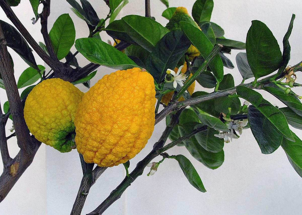 Citron Citrus Tree Growing in Garden, Healthy Tree with Vibrant, Fragrant Fruit