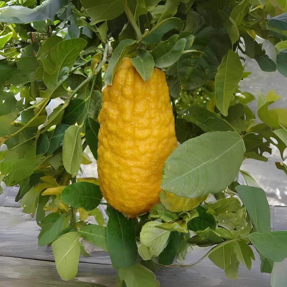 Step-by-Step Guide for Planting Citron Citrus Seeds in Your Garden