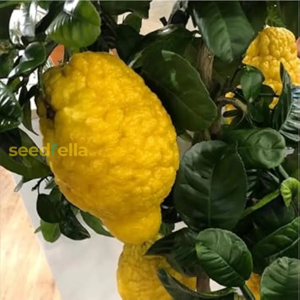 Citron Vegetable Seeds For Your Garden Seeds