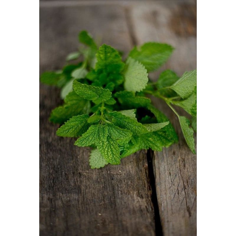 Citronella Lemon Balm (Melissa officinalis 'Citronella') Seeds